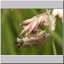 Haematopota pluvialis - Bremse w04.jpg